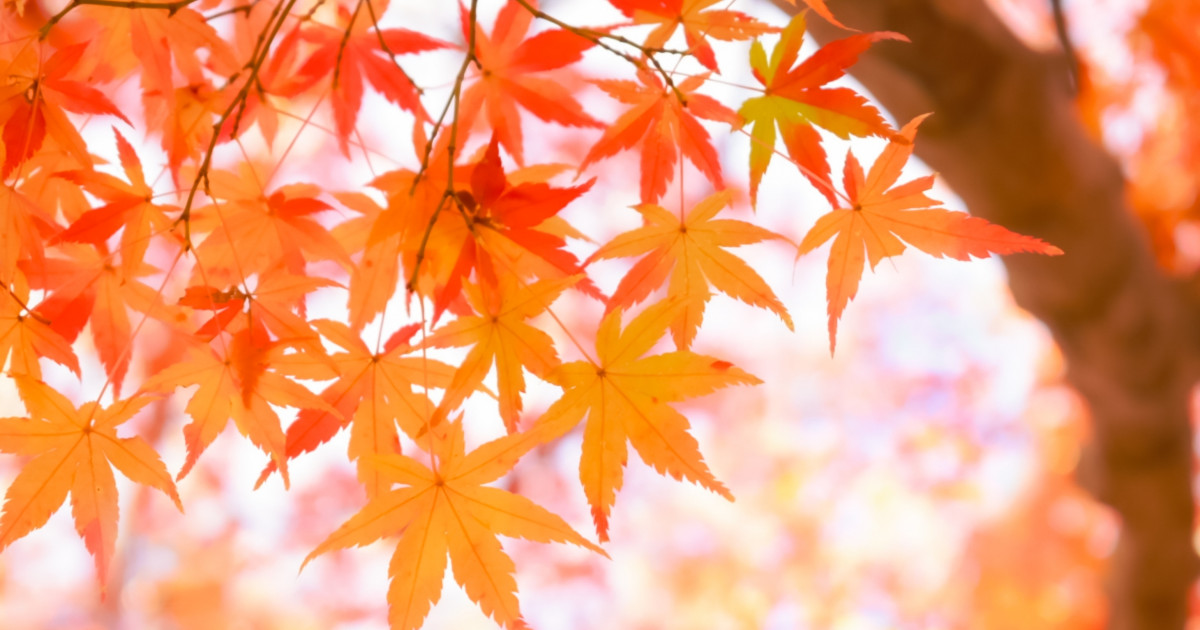 紅葉の季節到来 高齢者も楽しめる紅葉レクで紅葉狩り 室内レク企画 介護求人ナビ