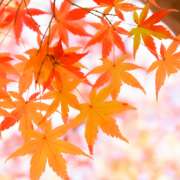 紅葉の季節到来！高齢者も楽しめる紅葉レクで紅葉狩り【室内レク企画】